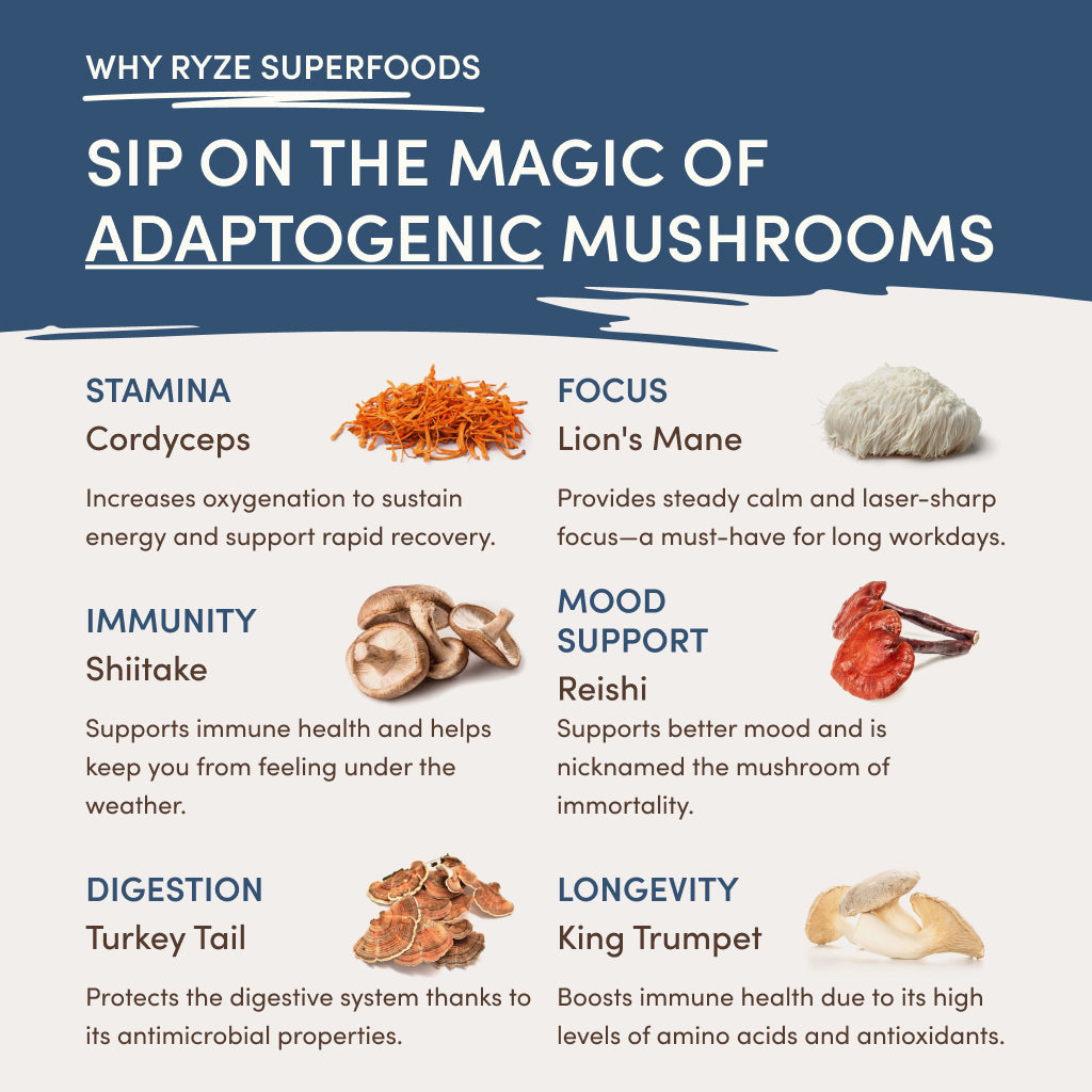 Nighttime Mushroom Cocoa Starter Bag R8 l9