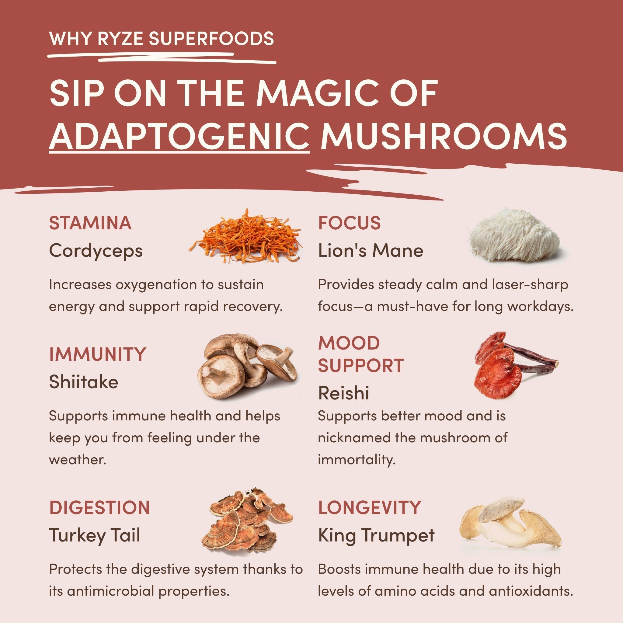 Mushroom Chicory — Organic Instant Chicory with Shitake & Lions mane, 30 Servings W2 Gu